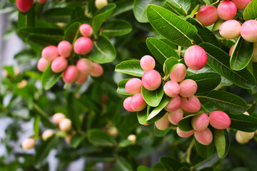 Carissa carandas or carandas plum, Mango yawning lemon boo fruit, herbal benefit as medicine fruit on tree.