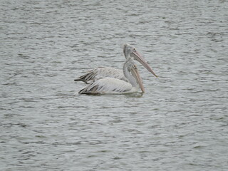 pelican on the beach