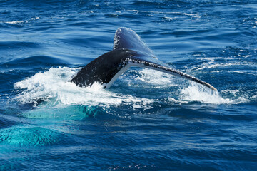 Whales closeup at Brisbane Australia