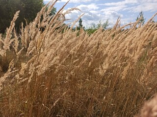 field of wheat