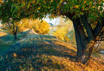 colorful autumn forest landscape at sunset, trees near river and sky, bright sunlight and shadows