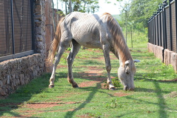 horse and foal