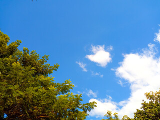 Sky and trees in daytime As natural background
