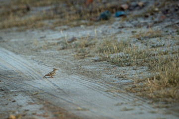 Crested lark or Galerida cristata at Tal Chhapar Sanctuary Rajasthan India