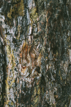 details of tree bark.
