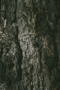 details of tree bark.