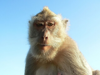 Obraz premium portrait of a monkey on a blue sky background