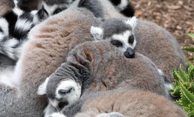 Sleeping Ring-tailed Lemurs.	