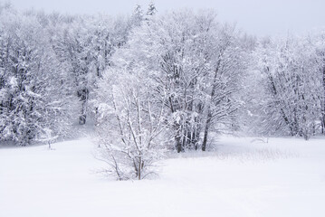 Landscape of white snow covered trees in winter