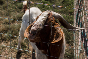 goats behind the fence at the zoo