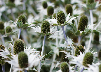 Massed Eryngium