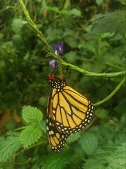 monarch butterfly on a flower