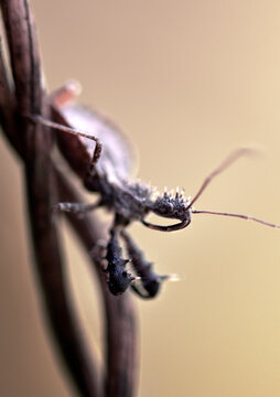 Assassin Bug Nymph Macro