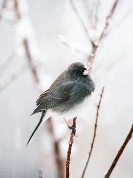 Junco song bird on a branch in the winter snow