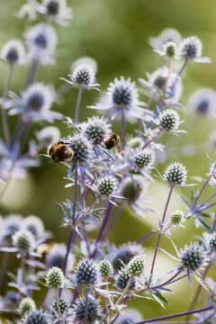 Bumble bees and Sea Holly