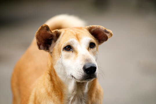 Street Dog in Bangkok