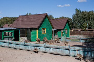 Fototapeta na wymiar ostriches on an ostrich farm behind a fence
