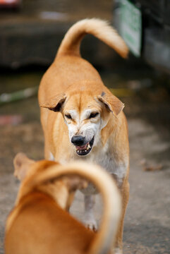 Snarl in a Dog Fight