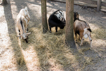 Naklejka na ściany i meble goats behind the fence at the zoo