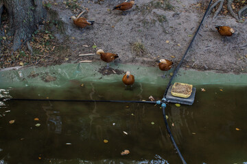 brown ducks in the zoo behind the fence