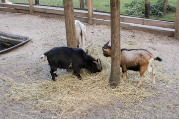 goats behind the fence at the zoo