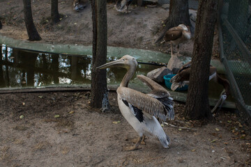 pelican in the zoo on the ground