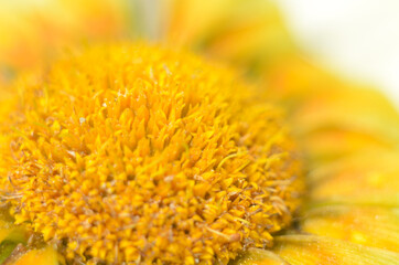 Beautiful gazania flower close up .Macro photo