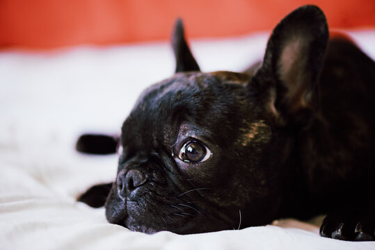 Pretty black french bulldog puppy lying in bed
