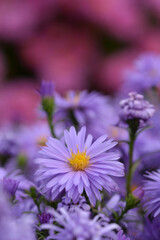 Obraz premium Aster