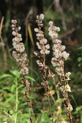 withered autumn meadow plants close-up