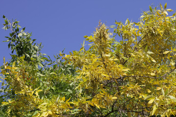 yellow leaves of blue sky
