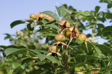 rose hip bush with berries