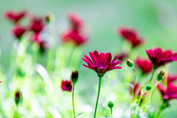 Magenta color of Cape Marguerite flowers in the garden on green background.