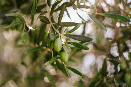 Green Olives On The Tree