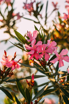 Pink Oleander