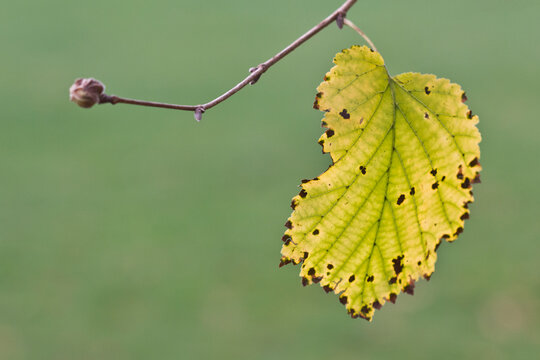 Single lime leaf in fall
