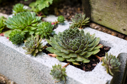 Succulents grow in a cinderblock planter.