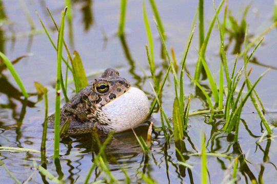 European green toad Bufotes viridis croak