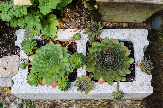 Succulents grow in a cinderblock planter.