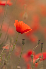Blooming red poppies and sunny summer meadow