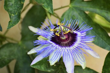 Beautiful Passionflower closeup, nature background.