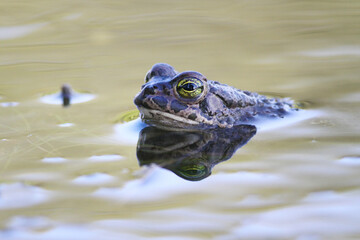European green toad Bufotes viridis in the lake