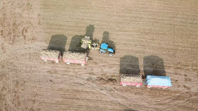Aerial view of the tractor is transporting sugar beets in the field.