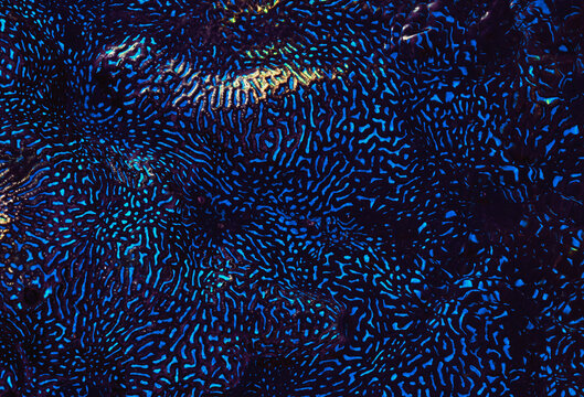 Psychedelic blue brain coral pattern