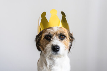 Kleiner Terrier Hund mit einer goldenen Krone auf dem Kopf. Tierportrait, neutraler Hintergrund,...