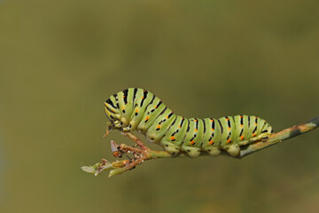 Swallowtail caterpillar or swallowtail butterfly larva Latin papilio machaon green with black stripes and red spots close up on wild fennel in Italy