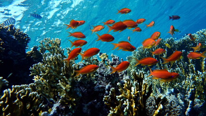 Sea Goldie. The most common antias in the Red Sea. Divers see him in huge flocks on the slopes of...