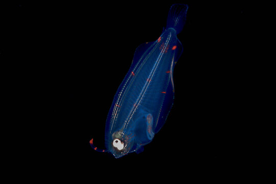 flounder plankton