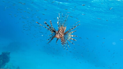Lionfish. Fish - a type of bone fish Osteichthyes. Scorpaenidae. Lionfish warrior.


