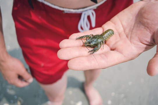 holding a baby crawfish